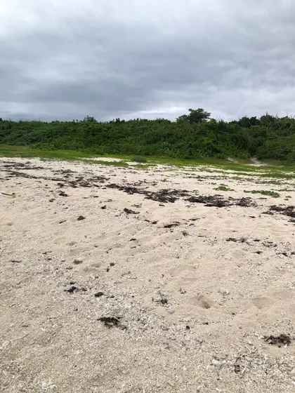 浜には 星の砂も