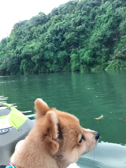 ちょとヒルギカヤック