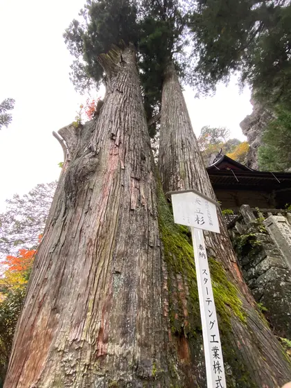 矢立杉