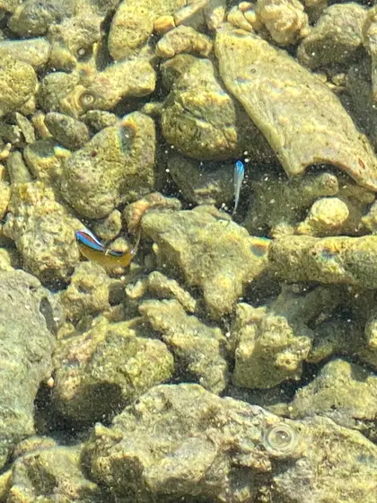 潮だまりに熱帯魚