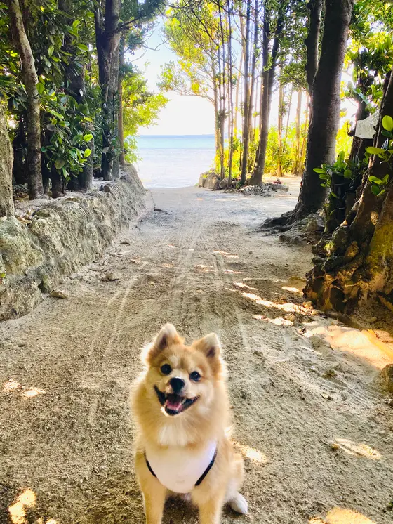 木立の向こーには 海