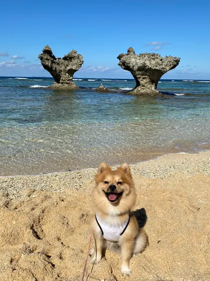 浜辺から