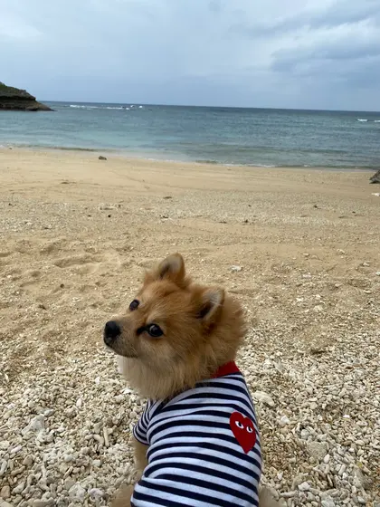 珊瑚だらけ