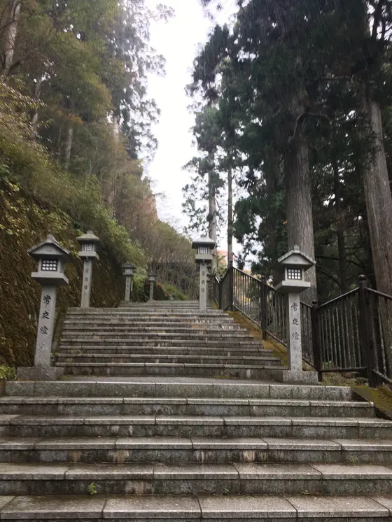 でっかい杉の木