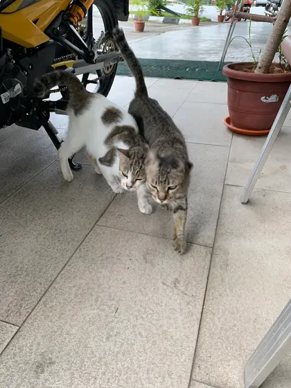 野良ちゃんが来る