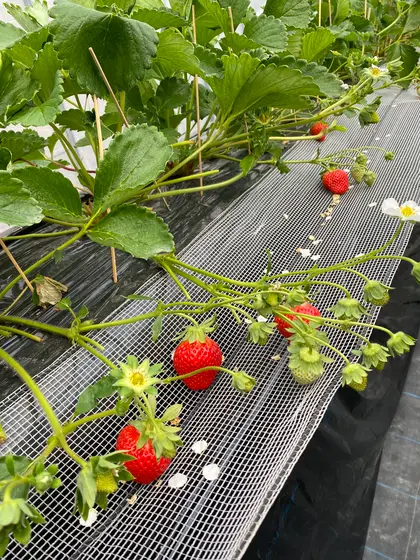 4種類のいちごがぁりました