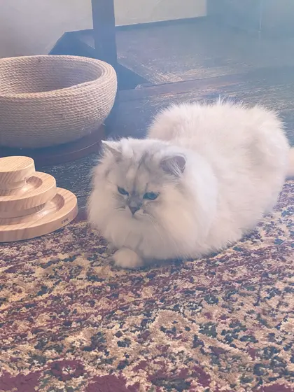 三四郎(カーペットの上で気持ち良さげ)