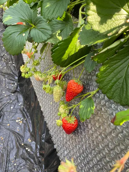 大きくて甘いいちご