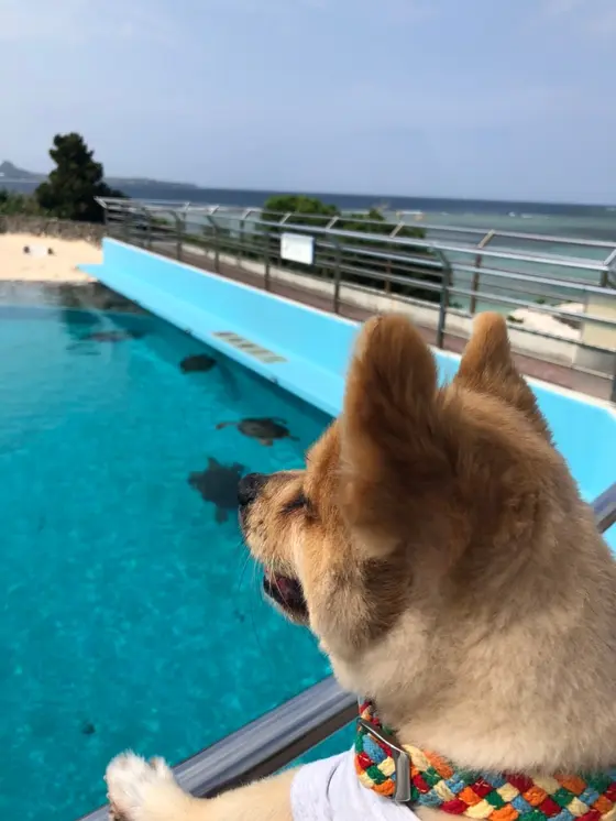 ウミガメ見れます