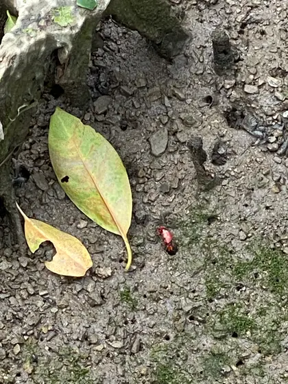 沖縄の片手が大きい真っ赤なカニ