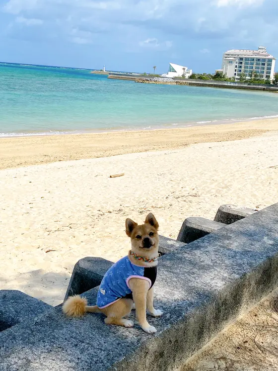 奥はシェラトンホテル