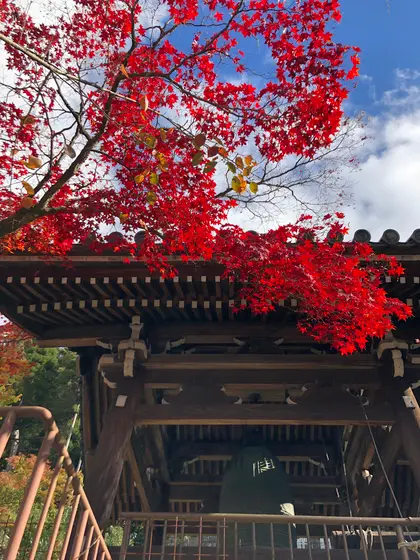 紅葉はこちらが一番❣️