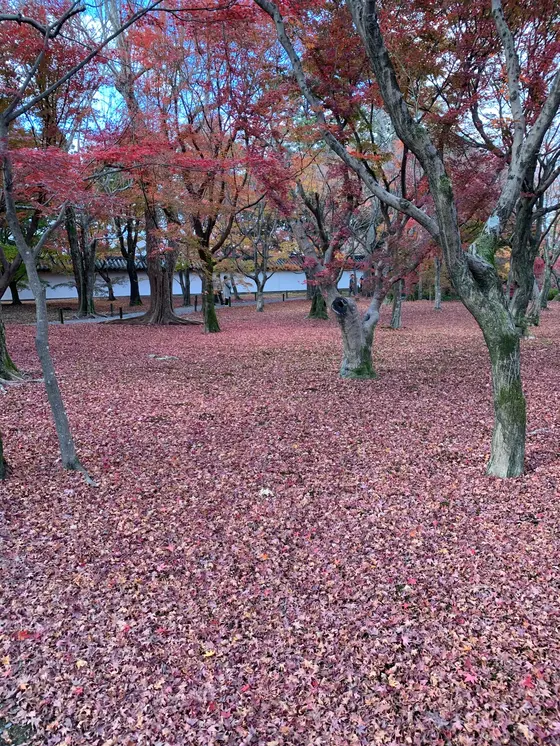 床紅葉