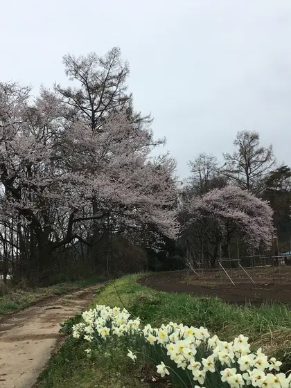 国営アルプスあずみの公園