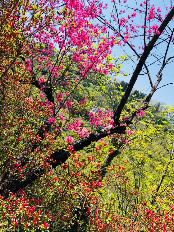 ピンクのお花