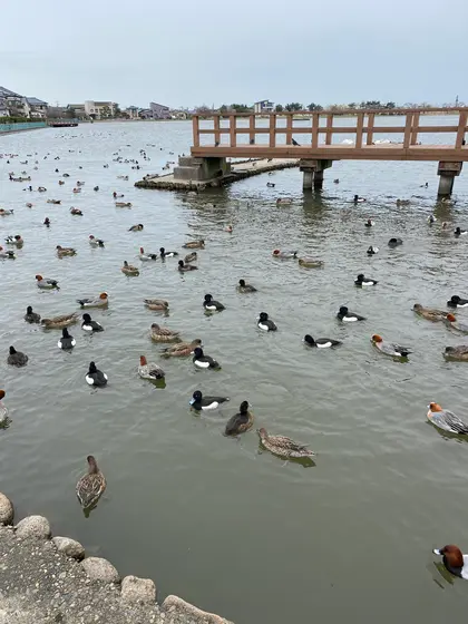白鳥の湖というよりカモ池
