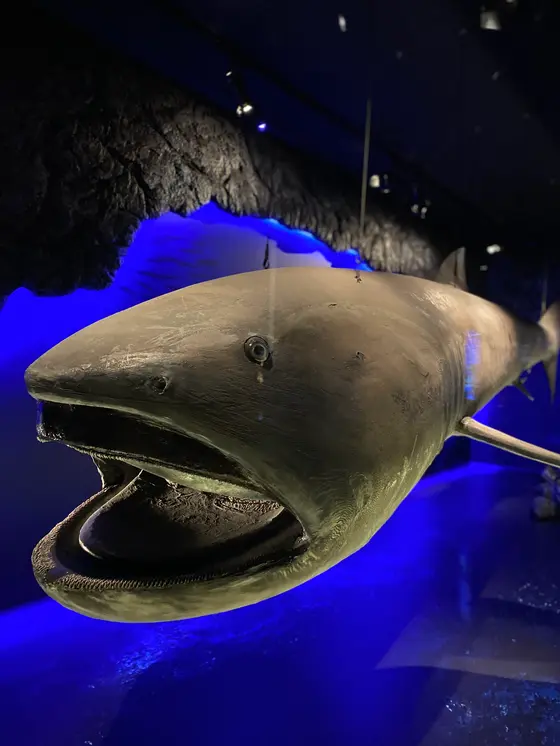 メガマウスの模型。