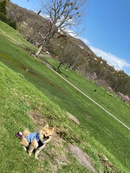 こぃのぼりがぃっぱぃ