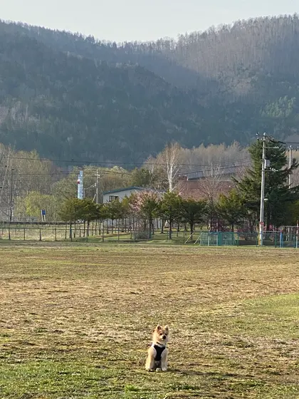 ドッグラン