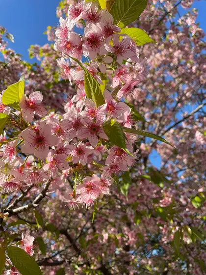 12月上旬に桜🌸？