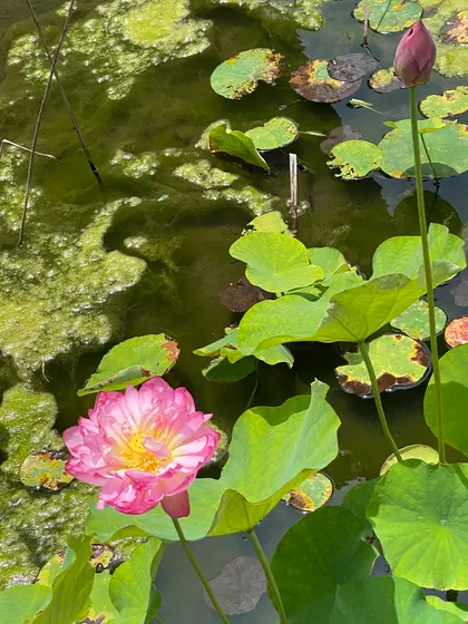 蓮の花が綺麗に咲いていました