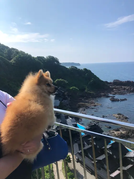 この展望 結構ゆれます