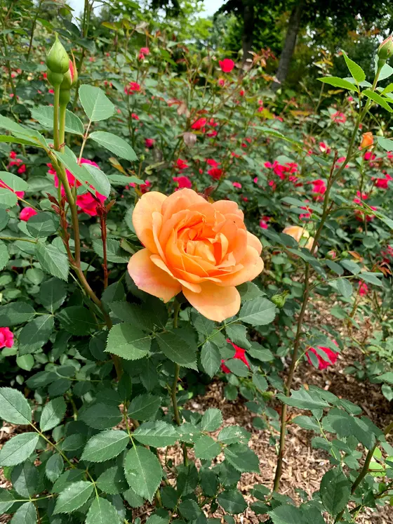 オレンジのバラ