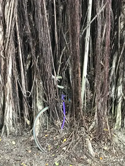 台中文学館ガジュマルの木