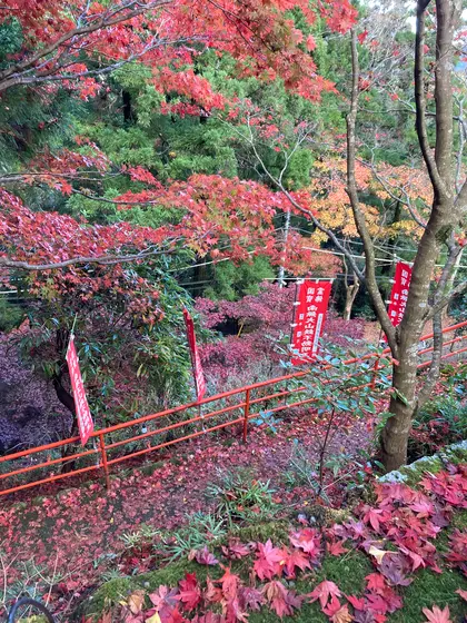 紅葉の絨毯🍁