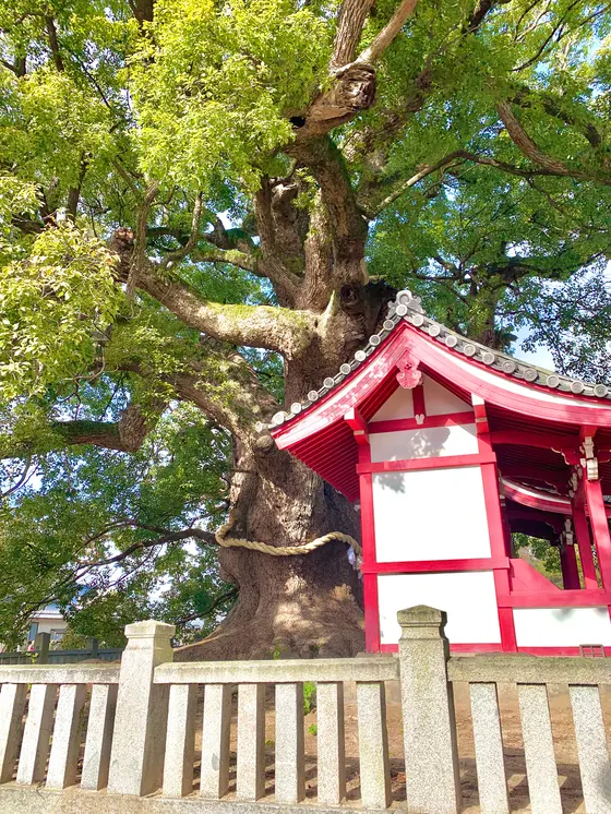 大楠