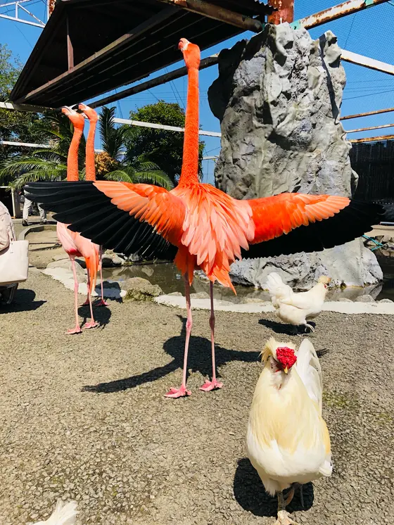 フラミンゴ近い！🦩