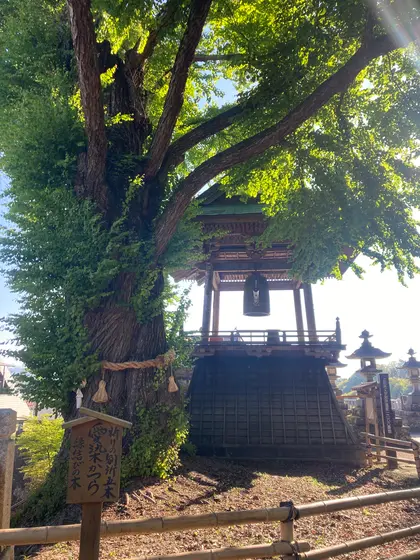 愛染かつら