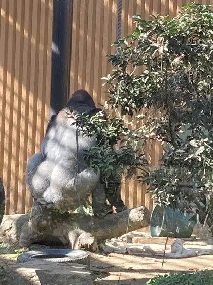 見事なシルバーバック