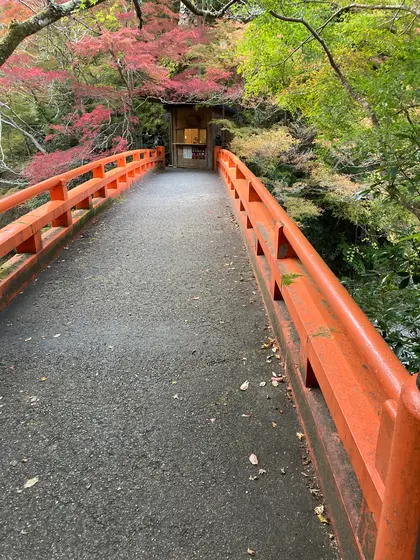 朱色の指月橋。