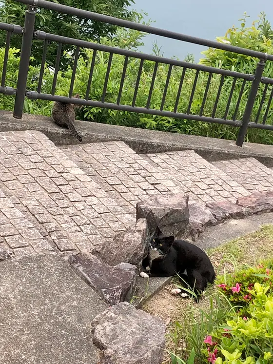 展望台の側にいた可愛い猫たち