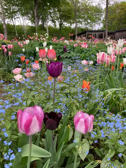 チューリップの季節でした