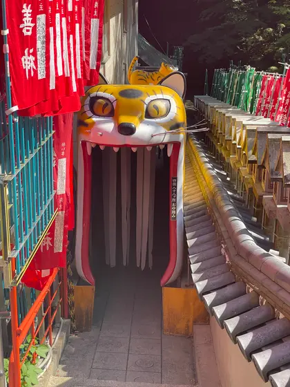 虎の胎動🐯
