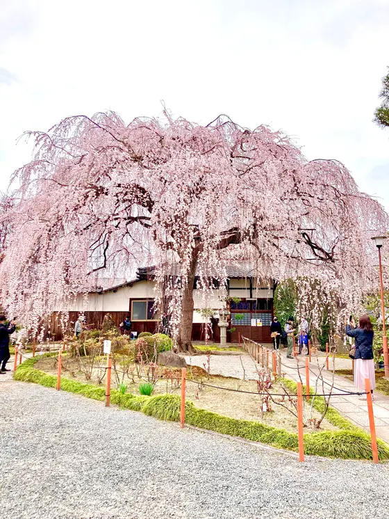 存在感ある枝垂桜🌸