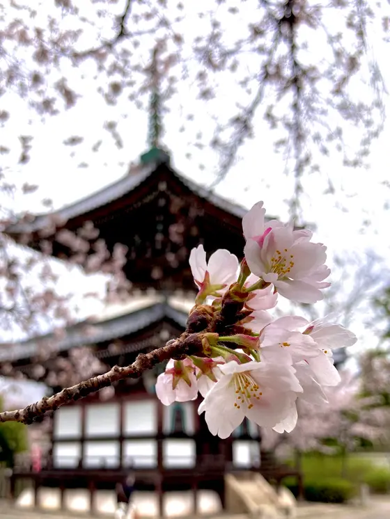 多宝塔と桜