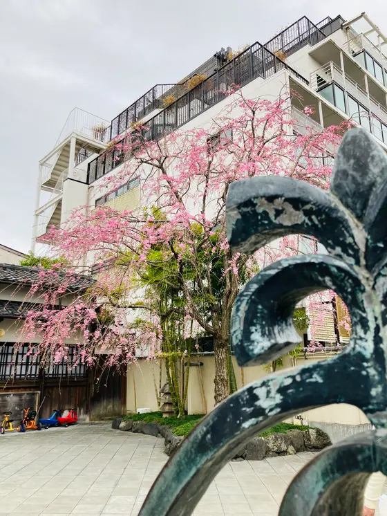 感謝の一本桜
