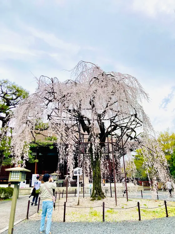 阿亀(おかめ)桜