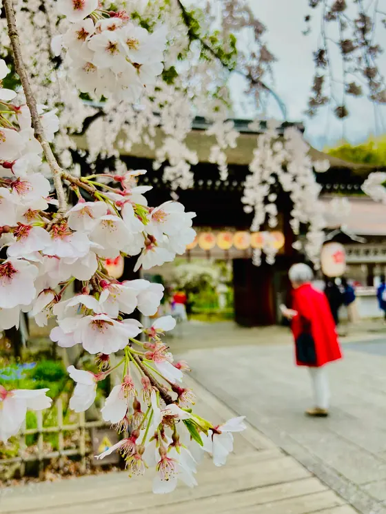 魁(さきがけ)桜