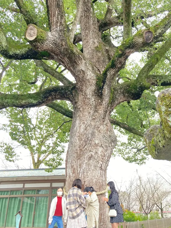拝殿横の大楠