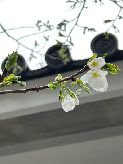 高徳院内の桜