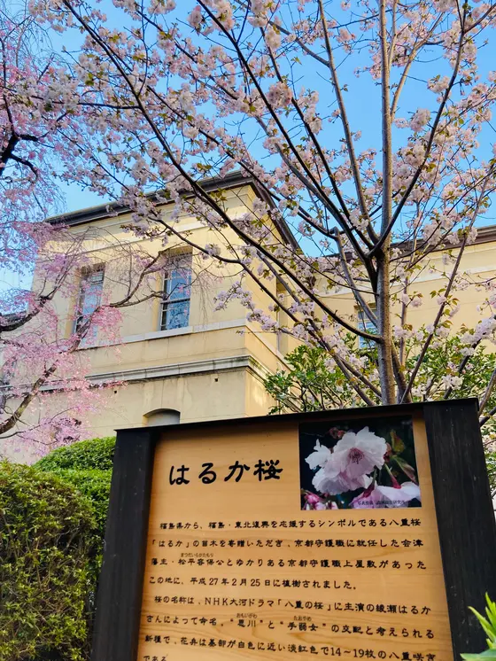 大河ドラマゆかりの桜も