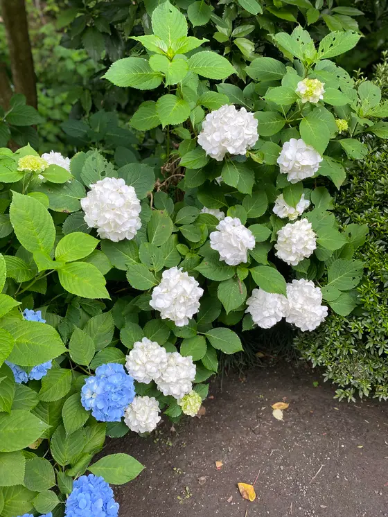 白い紫陽花