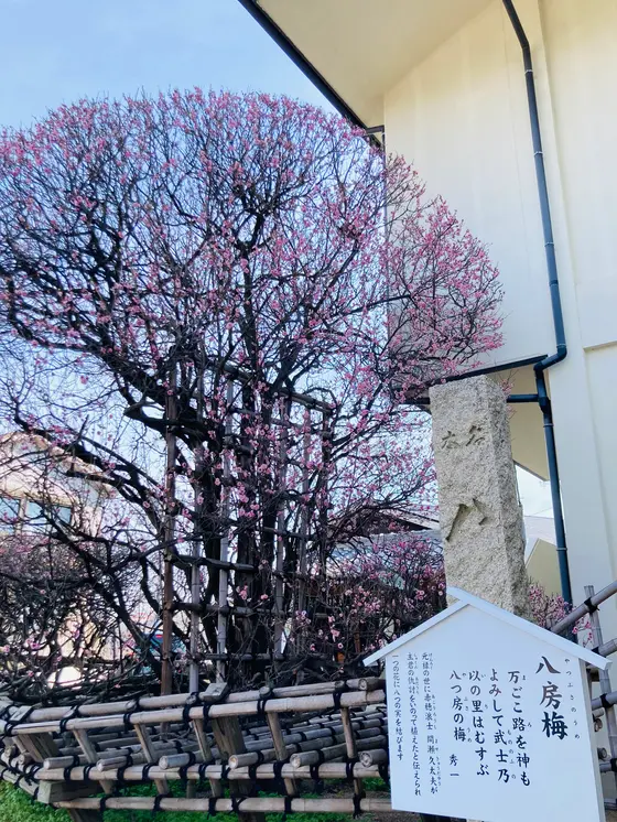 珍しい八房(やつふさ)の梅