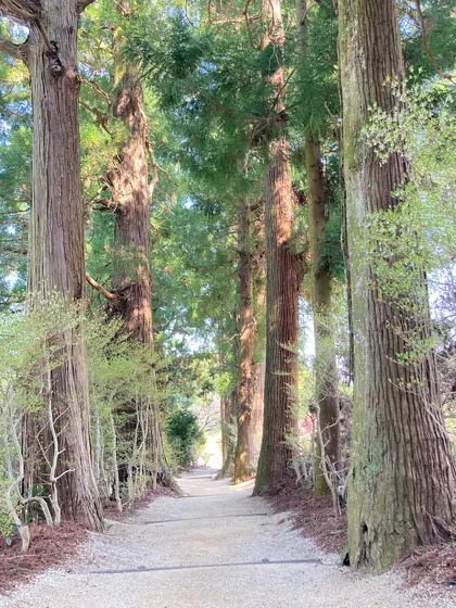 杉並木の参道が神々しい✨✨