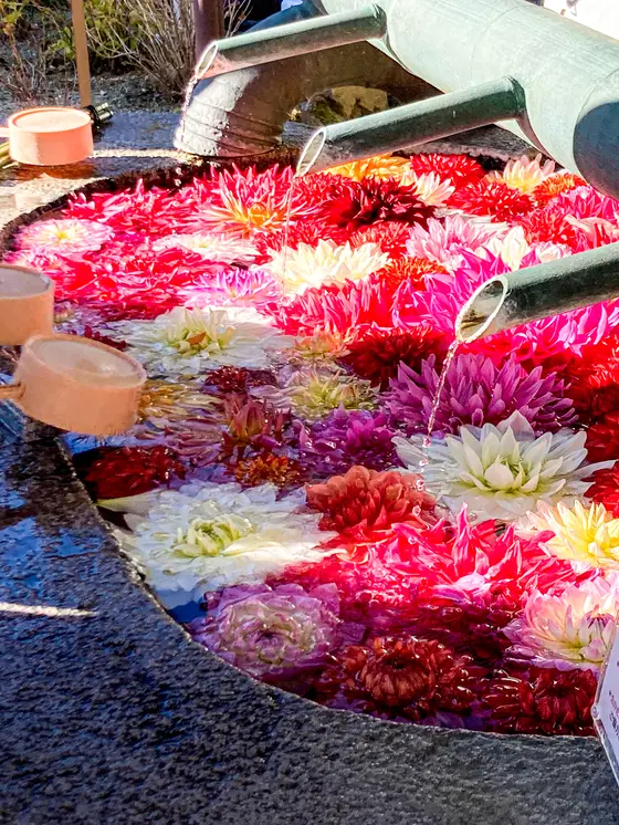 天竺牡丹が境内を彩ります