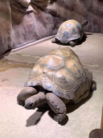 リクガメ🐢